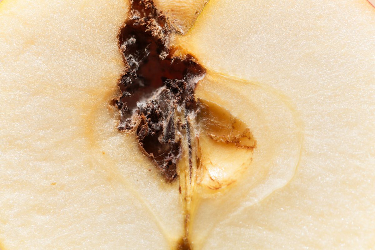 Codling Moth (Carpocapsa pomonella).jpg